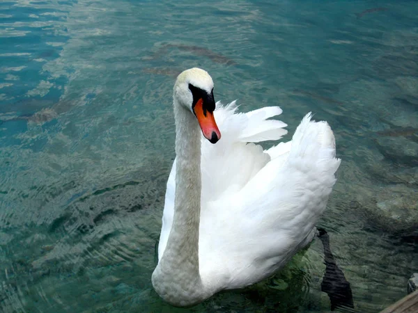 Cisne blanco sobre agua transparente —  Fotos de Stock