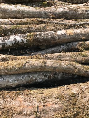 Yosun kaplı bir odun yığını. Arkaplan olarak kullanılmaya uygun.