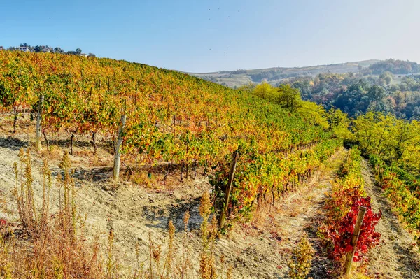 Langhe Talya Bir Tepenin Üzerinde Bir Sıra Dedikodu Hdr Etkisi — Stok fotoğraf