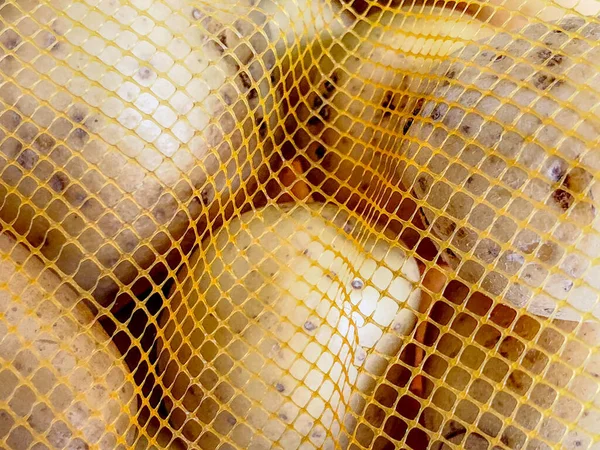 Yellow big potatoes in a package made of plastic net.