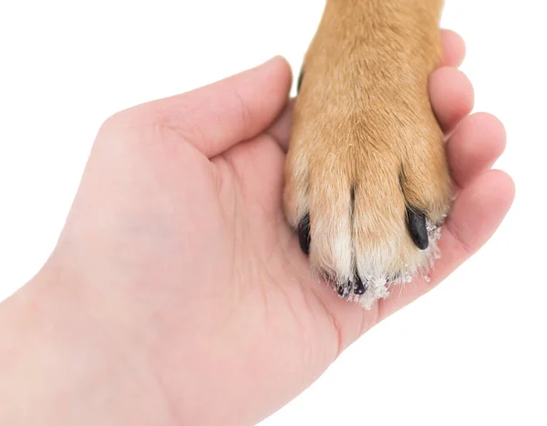 Arkadaşlık adam ve köpek kış