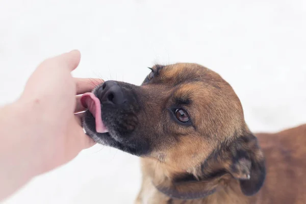 Arkadaşlık adam ve köpek kış