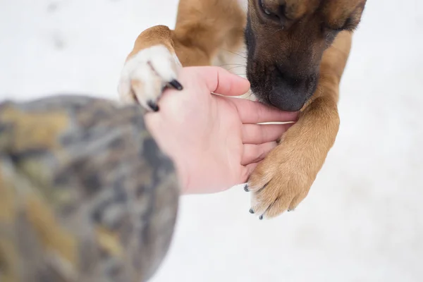 Arkadaşlık adam ve köpek kış
