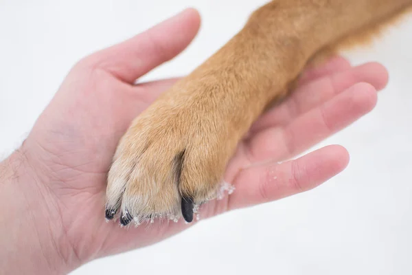 Arkadaşlık adam ve köpek kış