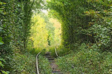 Demiryolu hattı ve sağa bir dönüş yapar ağaçlarda gizler. Aşk - harika yer doğa tarafından oluşturulan tüneli. Klevan. Rivnenskaya bölge. Ukrayna