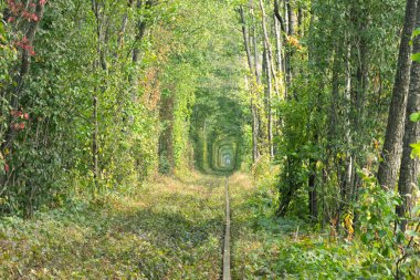 Eski demiryolu hattı. Doğa ağaçlar yardımı ile benzersiz bir tünel oluşturulur. Aşk - harika yer doğa tarafından oluşturulan tüneli. Klevan. Rivnenskaya bölge. Ukrayna