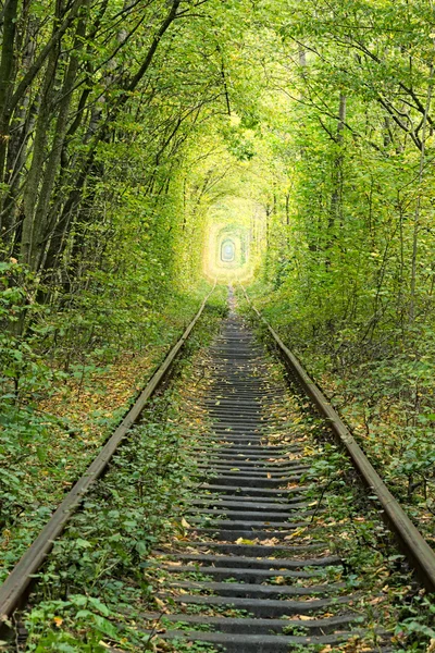 Vieja línea ferroviaria. La naturaleza con la ayuda de los árboles ha creado un túnel único. El túnel del amor - el lugar maravilloso creado por la naturaleza. Klevan. Región de Rivnenskaya. Ucrania — Foto de Stock
