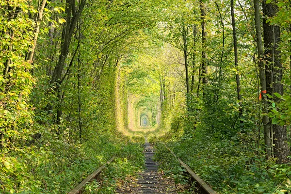 Velha linha ferroviária. A natureza com a ajuda de árvores criou um túnel único. Túnel do amor - lugar maravilhoso criado pela natureza. Klevan. Região de Rivnenskaya. Ucrânia — Fotografia de Stock