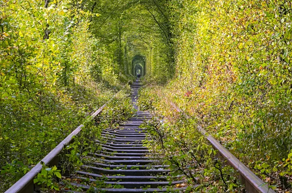 Túnel de árvores esconde a antiga linha ferroviária. Um grupo de turistas está caminhando à distância. Túnel do amor - lugar maravilhoso criado pela natureza — Fotografia de Stock
