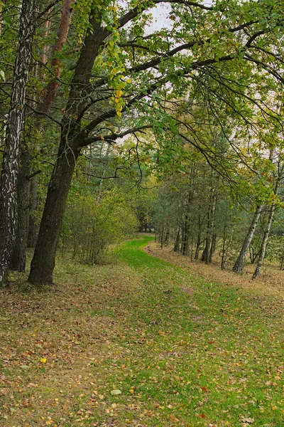 L'herbe verte a formé un beau sentier dans la forêt d'automne — Photo
