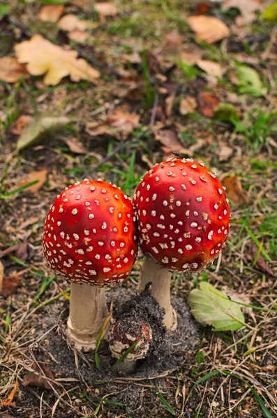 Een beetje leuke familie van paddenstoel — Stockfoto
