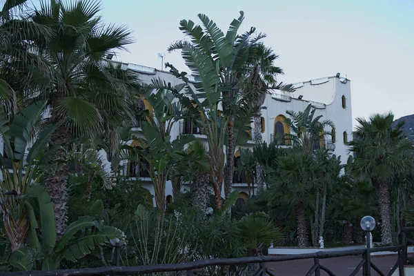 Groot aantal palmbomen verbergen gevel van het hotel. Marina di Patti. Sicilië — Stockfoto