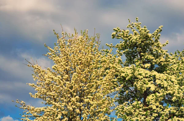 Spring flowers. Pear blossom in early spring, beautiful tree covered with white flowers under a cloudy sky