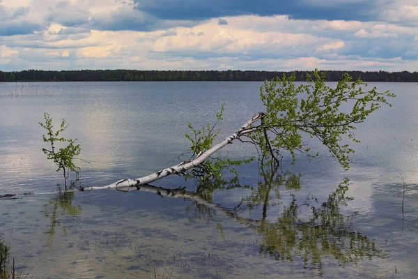 Egy, a hurrikán által megtört nyír egy tóban fekszik. Pisochne ozero. Volyn régióban. Ukrajna — Stock Fotó