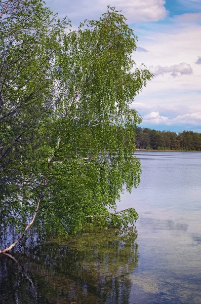 Güzel göl manzara, büyük ağaç sakin su, orman doğa yansımasıdır. Bahar sezonu Gölü huzurlu sahne. Pisochne ozero. Volyn bölgesi. Ukrayna
