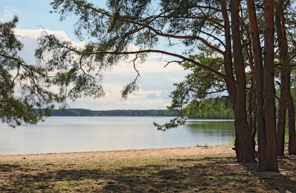 Маленький пляж на озере в лесу. Писочное озеро. Волынская область. Украина — стоковое фото