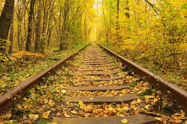 Sonbahar ormanın içinde bir tren. Ağaçlar tarafından kurulan aşk ünlü tüneli. Klevan, Rivnenska obl. Ukrayna