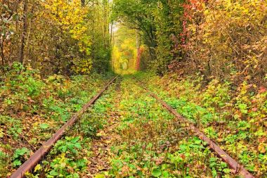 Sonbahar ormanın içinde bir tren. Ağaçlar tarafından kurulan aşk ünlü tüneli. Klevan, Rivnenska obl. Ukrayna