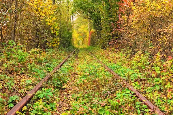 Uma ferrovia na floresta de outono. Túnel famoso de amor formado por árvores. Klevan, Rivnenska obl. Ucrânia — Fotografia de Stock