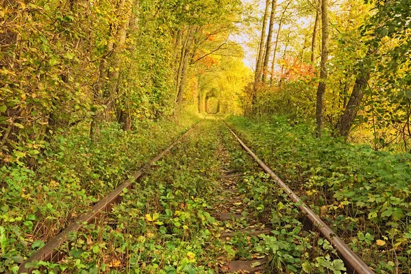 Un chemin de fer dans la forêt d'automne. Célèbre tunnel d'amour formé par les arbres. Klevan, Rivnenska obl. Ukraine — Photo
