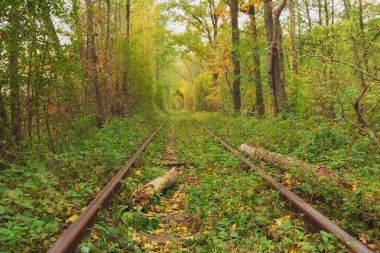 Sonbahar ormanın içinde bir tren. Ağaçlar tarafından kurulan aşk ünlü tüneli. Klevan, Rivnenska obl. Ukrayna