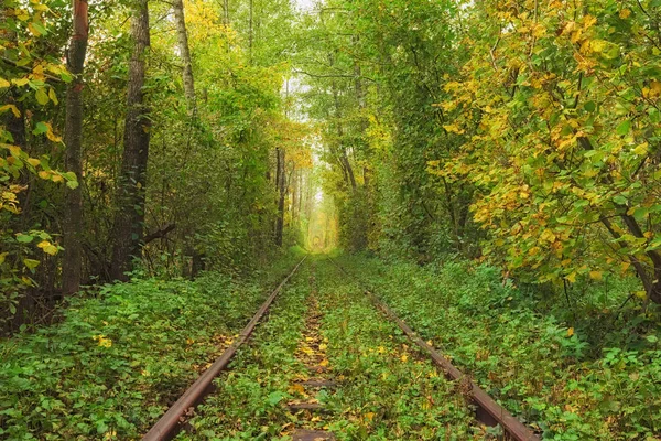 Un tronco roto cerca de la baranda. Un ferrocarril en el bosque de otoño. Famoso Túnel de amor formado por árboles. Klevan, Rivnenska obl. Ucrania — Foto de Stock