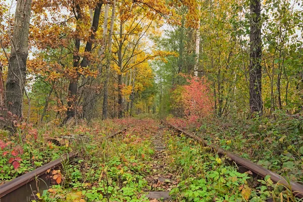 Un chemin de fer dans la forêt d'automne. Célèbre tunnel d'amour formé par les arbres. Klevan, Rivnenska obl. Ukraine — Photo