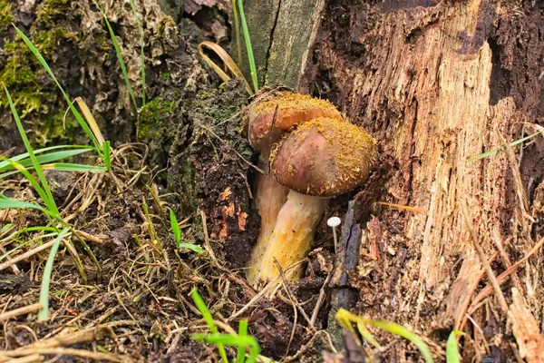 Twee kleine champignons van de honing agaric (Armillaria), kiemen via de bodem in de buurt van oude stomp in de herfst bos — Stockfoto