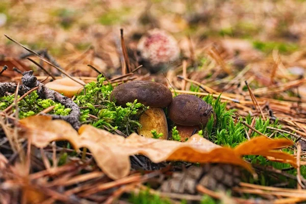 Twee kleine champignons kiemen via de bodem in de herfst bos — Stockfoto