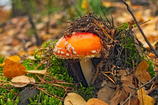 Paddestoel op een glade in herfst mushroom forest. Amanita paddestoel in naalden en aarde — Stockfoto