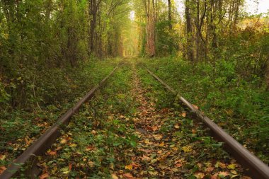 Eski demiryolu sonbahar ormana. Ağaçlar tarafından kurulan aşk ünlü tüneli. Klevan, Rivnenska obl. Ukrayna