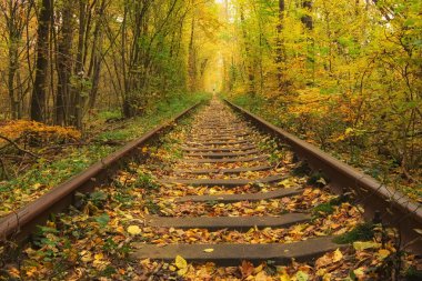 Eski demiryolu sonbahar ormana. Ağaçlar tarafından kurulan aşk ünlü tüneli. Klevan, Rivnenska obl. Ukrayna