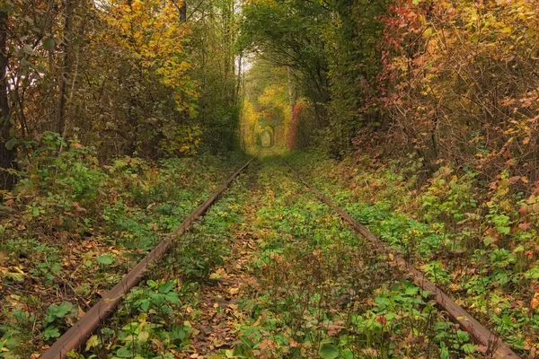 Ferrocarril viejo a través del bosque de otoño. Famoso Túnel de amor formado por árboles. Klevan, Rivnenska obl. Ucrania —  Fotos de Stock