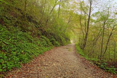 Sonbahar renkli ormanda dar bir patika. Yağmurdan sonra biraz sis. Manzara ve doğa kavramı. Ulusal Triglav Parkı, Slovenya