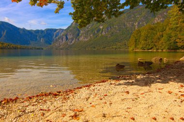 Bir grup vahşi ördek, ağacın dallarının gölgesinde gölün kıyısında dinleniyor. Resimli doğa manzarası. Bohinj Gölü (Bohinjsko jezero), Triglav Ulusal Parkı, Slovenya