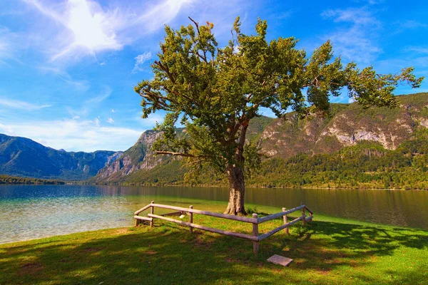 晴れた日にはボヒンジ湖近くの緑の葉に覆われた孤独な木(ボヒンスコ・ジェゼロ) 。風景と自然の概念。スロベニアのトリグラフ国立公園 — ストック写真