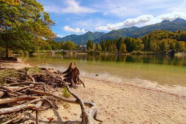 Bohinjsko Jezero (Bohinjsko Gölü) yakınlarındaki yerde kökleri olan eski bir ağaç. Ünlü turistik mekan ve Slovenya 'da romantik seyahat merkezi. Güneşli bir günde doğa manzarası 
