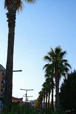 Koper 'da renkli bir gündoğumu sırasında palmiye ağaçlarının siluetleri. Arka planda klasik binalar var. Slovenya. Seyahat ve turizm kavramı