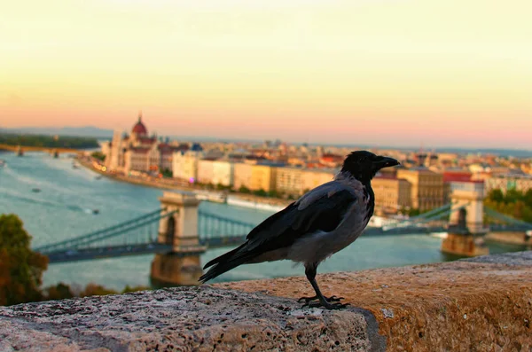 Egy nagy Carrion Crow ül a mellvéden. Budapest homályos városképe a háttérben. Őszi este. Budapest, Magyarország — Stock Fotó