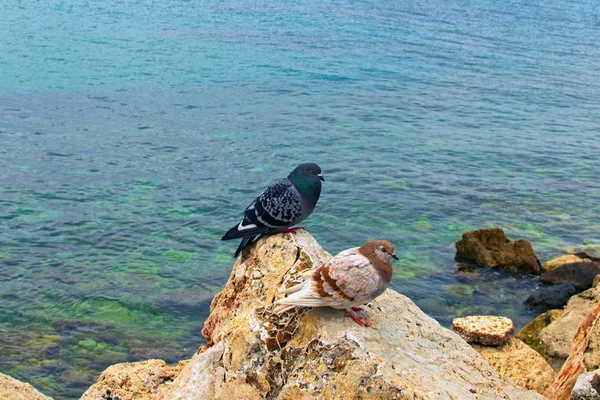 Two pigeons are sitting on a brown rock. Pigeon in natural wildlife. Glyfada Beach and Saronic Gulf in the background. Athens, Greece — ストック写真