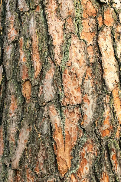 Naturlig bark av tall. Abstrakt bakgrund. Trädbark. Koffertstruktur — Stockfoto