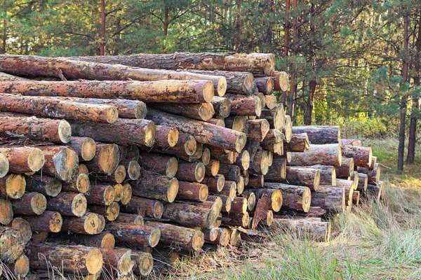 Pine tree logs in forest. Freshly cut tree logs piled up. Cut felled logs