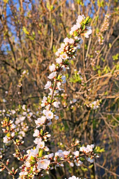 Fleurs Blanches Étonnantes Sur Branche Arbre Dans Matinée Ensoleillée Printemps — Photo