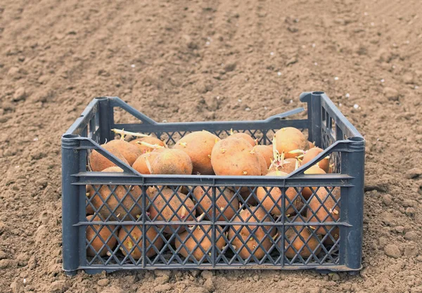 Svart Plastlåda Med Grodd Potatis För Plantering Trädgården Förberedelse För — Stockfoto