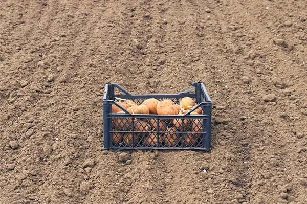 Preparation for planting potatoes in the ground. One black plastic box with sprouted potatoes for planting in the garden. Spring preparations for the garden season. Bare soil in the background.