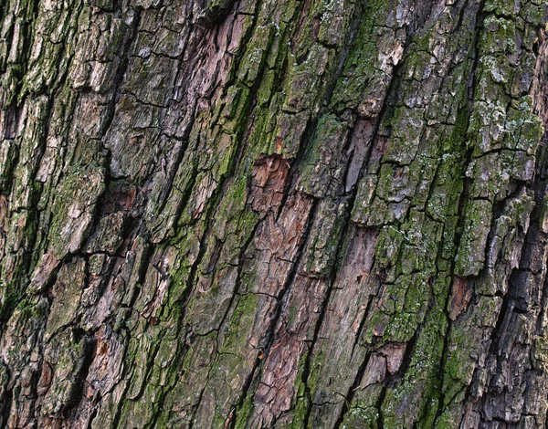 Natural pear tree bark. Abstract background. Tree bark. Close-up view of the bark of a European pear tree. Trunk texture.