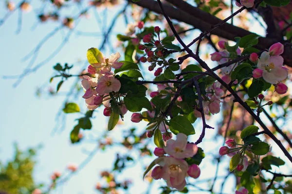 日の出の間に驚くべきリンゴの木の花のクローズアップビュー 背景には青空を背景に枝が赤く染まっています 概要春のコンセプト — ストック写真