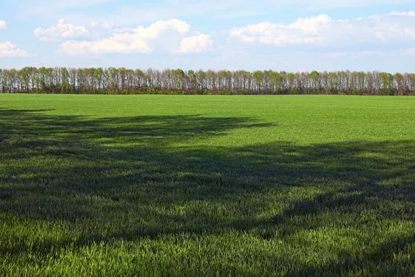 Мальовничі Весняні Пейзажні Фото Зеленого Сільськогосподарського Поля Розсадою Молодої Пшениці — стокове фото