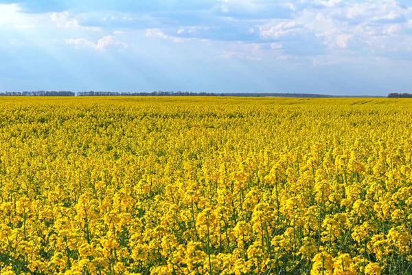 Picturesque landscape of colorful field during sunny spring day. Close-up view agriculture field with flowering rape. Natural landscape background with copy space.