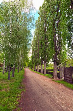 Yol boyunca sıra sıra ağaçlar olan eski kırsal toprak yolun manzarası. Güneşli bahar gününde kavak ve huş ağaçları mavi gökyüzüne karşı. Manzara ve doğa kavramı. Pereyaslav, Ukrayna